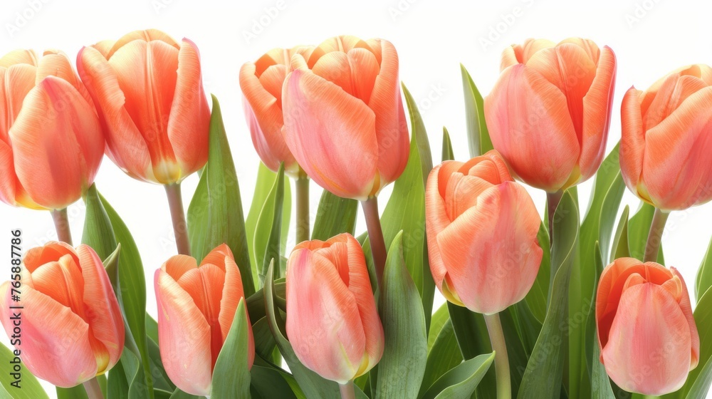 a bunch of orange tulips with green leaves on a white background with a white back ground and a white back ground. a bunch of orange tulips with green leaves on a white background with a white back ground and a white back ground.