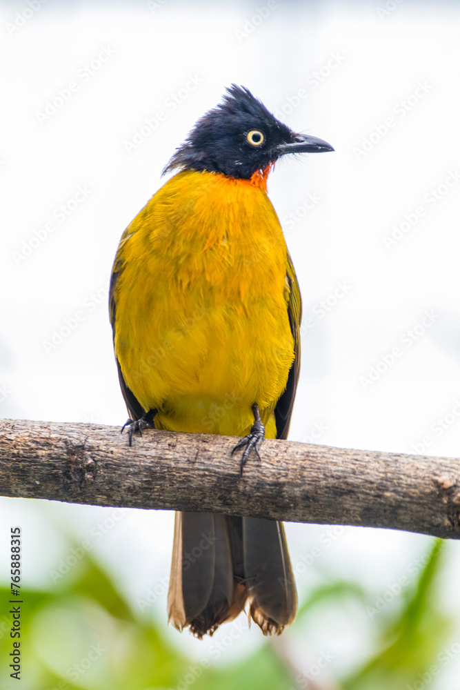 Fototapeta premium The ruby-throated bulbul (Rubigula dispar), or yellow bulbul, also known as flame throated bulbul is a member of the bulbul