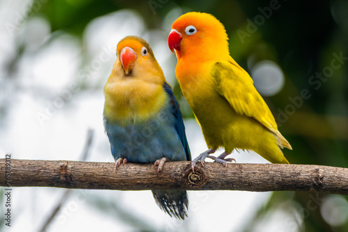 Fischer's lovebird (Agapornis fischeri) is a small parrot species of the genus Agapornis.