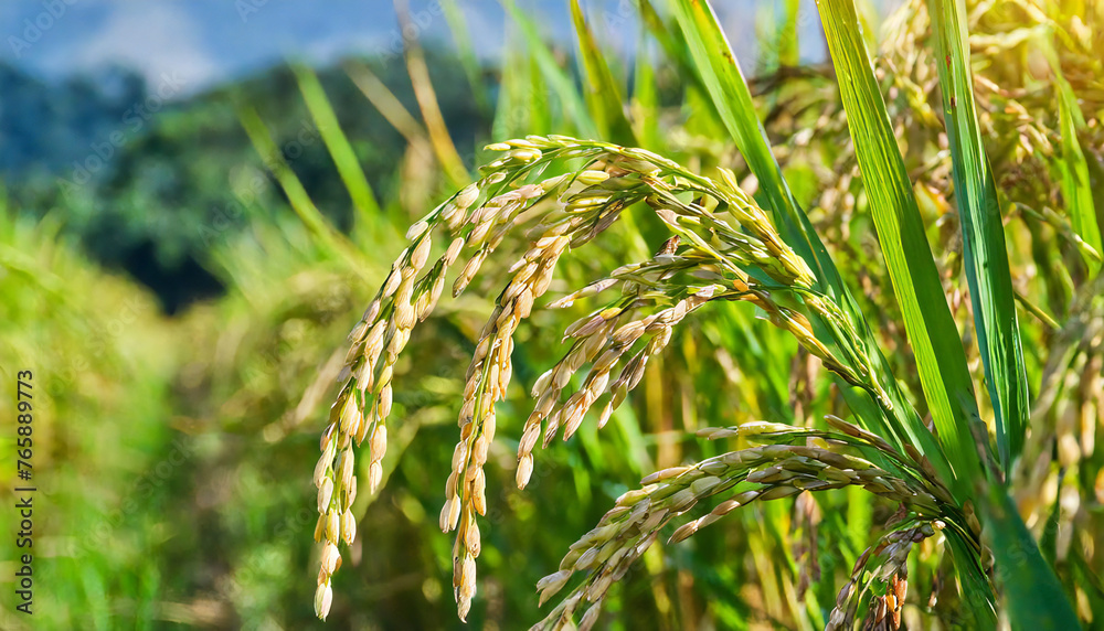 Inaho. Rice. Rice growing in the field. Japanese landscape image. Inaho. Rice. Rice growing in the field. Japanese landscape image.