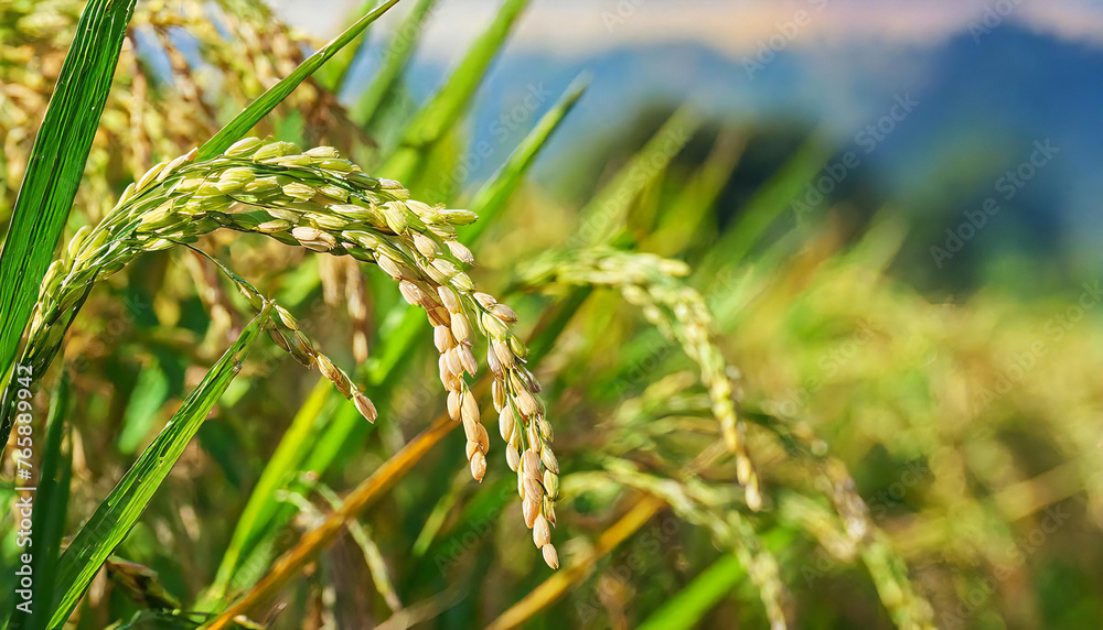 Inaho. Rice. Rice growing in the field. Japanese landscape image. Inaho. Rice. Rice growing in the field. Japanese landscape image.
