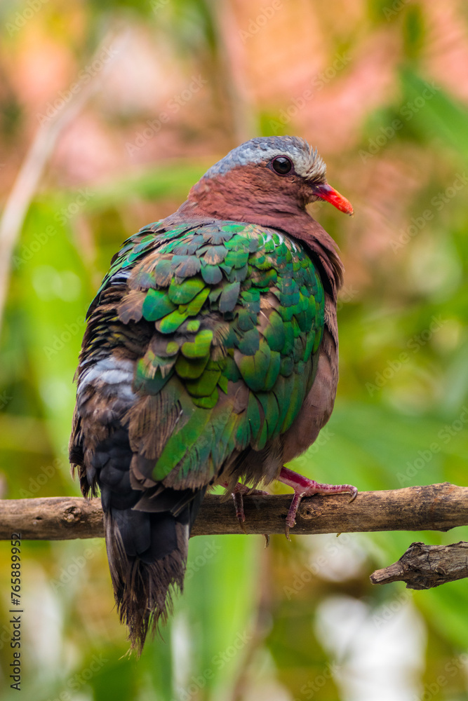 Obraz premium The emerald dove or common emerald dove (Chalcophaps indica), also called Asian emerald dove and grey-capped emerald dove