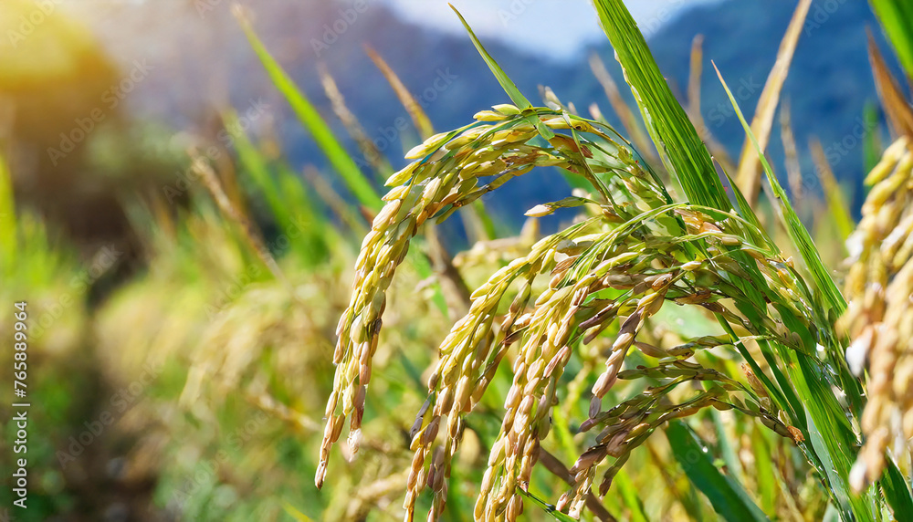 Inaho. Rice. Rice growing in the field. Japanese landscape image. Inaho. Rice. Rice growing in the field. Japanese landscape image.