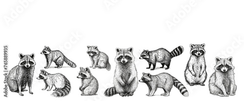 Hand draw raccoon. Animal illustration.