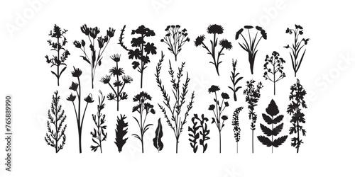 Wild meadow herbs flowering flowers Vector Silhouettes Collections Vector Art Illustration