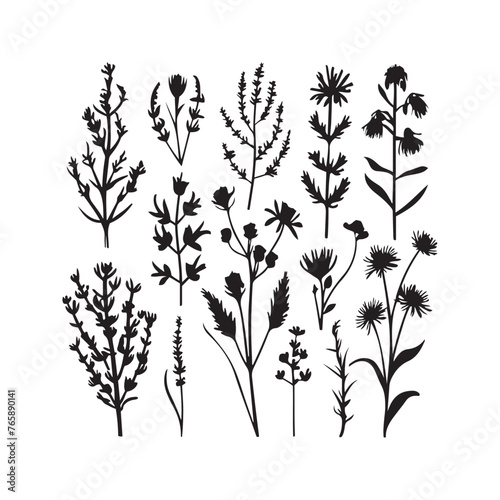 Wild meadow herbs flowering flowers Vector Silhouettes Collections Vector Art Illustration