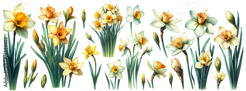 Watercolor Narcissus flower spring.