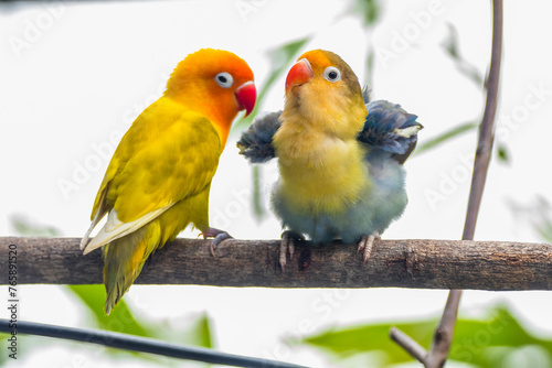 Fischer's lovebird (Agapornis fischeri) is a small parrot species of the genus Agapornis. © lessysebastian