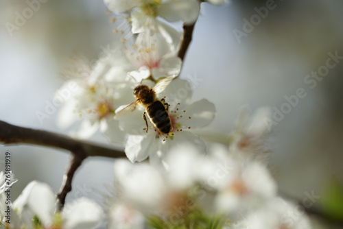 frühlingserwachen © johnesorge