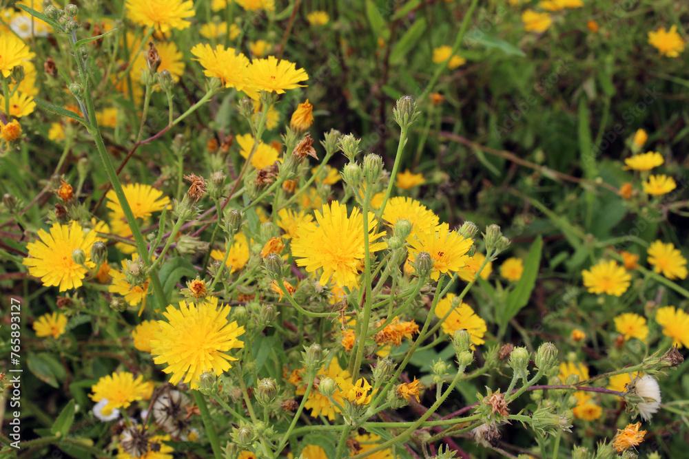 Picris hieracioides grows in the field like a weed Picris hieracioides grows in the field like a weed