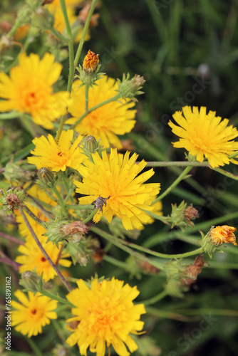 Picris hieracioides grows in the field like a weed photo