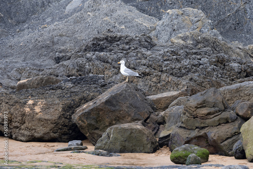 Una gaviota posada en una roca de la playa