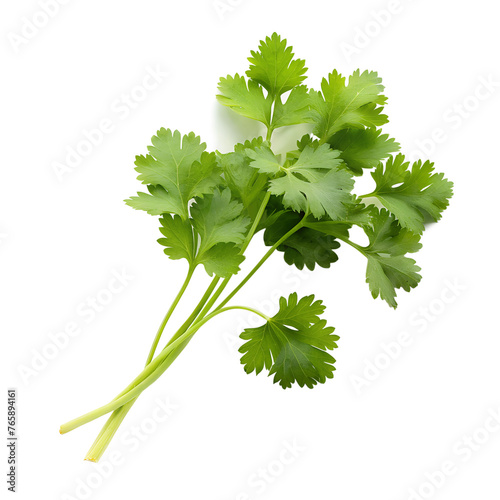 coriander on cut out background