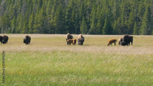 Buffalos or bisons grazing grass on green meadow in Yellowstone. Wildlife animal refuge for great herds of American Bison Buffalo. photo