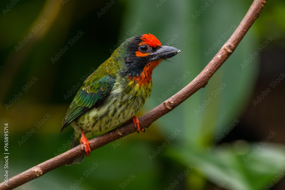 The coppersmith barbet (Psilopogon haemacephalus), also called crimson-breasted barbet and coppersmith The coppersmith barbet (Psilopogon haemacephalus), also called crimson-breasted barbet and coppersmith