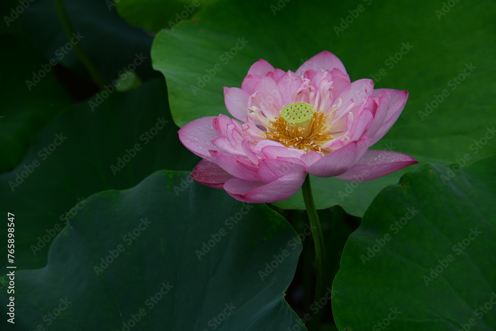 pink lotus flower