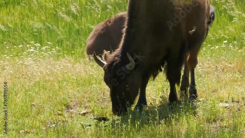 Close up shot of cute Bison in Wichita Mountains National Wildlife Refuge at Oklahoma. photo