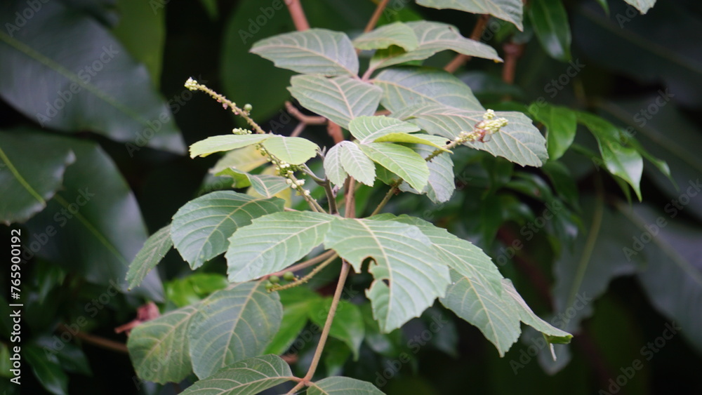 Allophylus africanus (African False Currant, Black Bastard Currant, Black False Currant, Inqala). This plant is a shrubby plant about 10m tall whose flower is white, cream, yellow or green