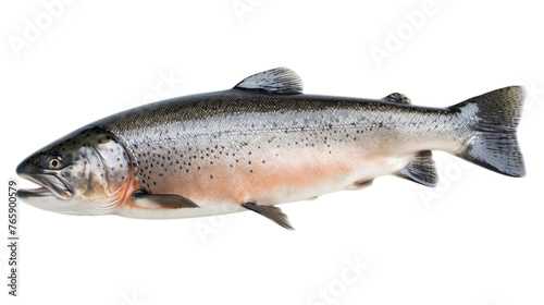 An entire salmon isolated on a transparent background