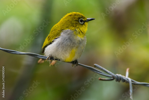 The Javan white-eye (Zosterops flavus) is a bird species in the family Zosteropidae that occurs in Java and Borneo photo