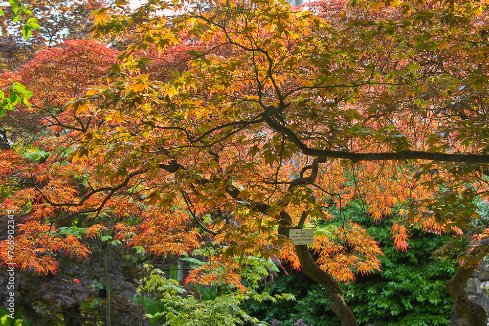 acer palmatum maple tree with red leaves acer palmatum maple tree with red leaves