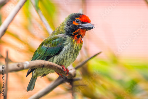 The coppersmith barbet (Psilopogon haemacephalus), also called crimson-breasted barbet and coppersmith © lessysebastian