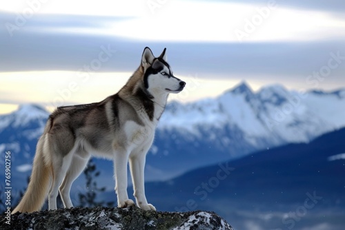 A majestic Husky standing proudly against a backdrop of snow-capped mountains, its piercing blue eyes reflecting the vastness of the wilderness,