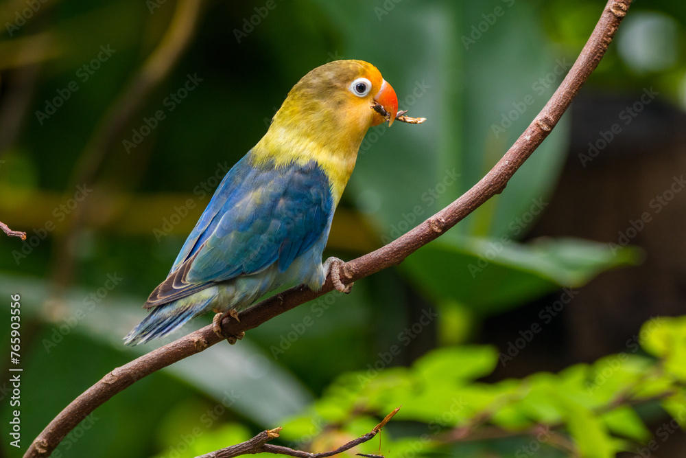 Fischer's lovebird (Agapornis fischeri) is a small parrot species of the genus Agapornis.