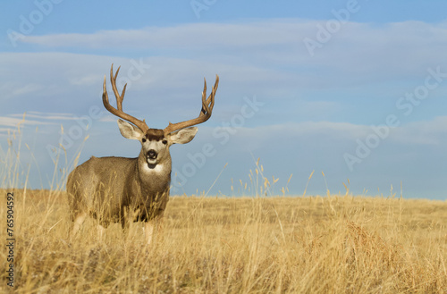 Large Mule Deer Buck with trophy antlers in grassy meadow with blue sky © tomreichner