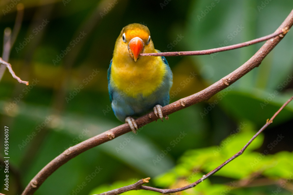 Fischer's lovebird (Agapornis fischeri) is a small parrot species of the genus Agapornis. Fischer's lovebird (Agapornis fischeri) is a small parrot species of the genus Agapornis.