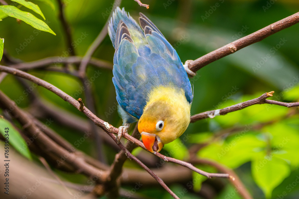 Fototapeta premium Fischer's lovebird (Agapornis fischeri) is a small parrot species of the genus Agapornis.