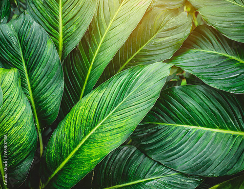 dark abstract green leaf texture, nature background, tropical leaf