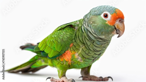 Green and orange parrot standing profile. Studio animal portrait with white background