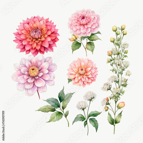 set of dahlia flowers