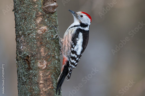 A medium-sized mottled woodpecker from the red book of Russia is hammering a rotten trunk