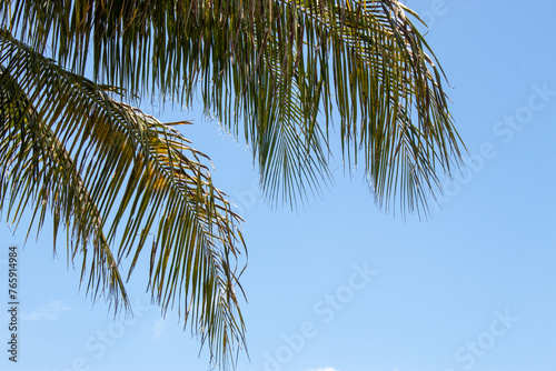 Coconut Leaves in Sky
