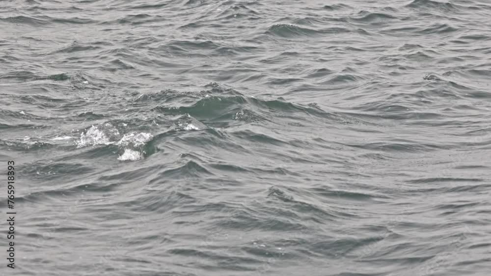A pair of bottlenose dolphins is swimming in the sea with its tail up A pair of bottlenose dolphins is swimming in the sea with its tail up