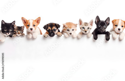 row of adorable cats and dogs peeking out from behind a white blank poster on a clean white background, ideal for widescreen desktop wallpaper, place for text, animal hospital © Gita