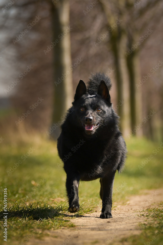 Young female of schipperke is running in grass. She has so nice face. She is so patient model.
Young female of schipperke is running in grass. She has so nice face. She is so patient model.