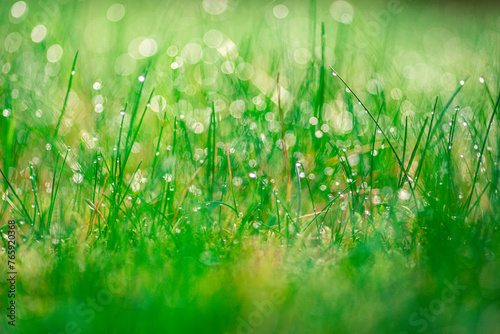 tło z zielonej trawy z rosą i pięknym rozmyciem