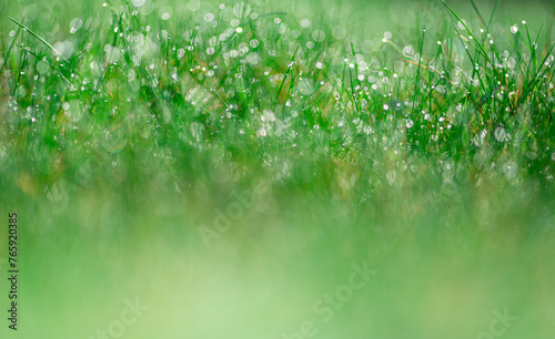 tło z zielonej trawy z rosą i pięknym rozmyciem © Henryk Niestrój