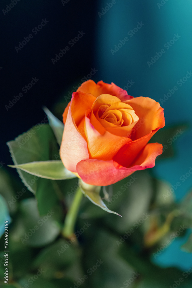 single red rose single red rose