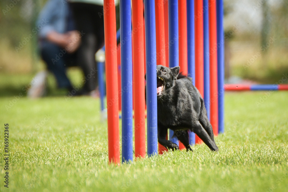 Dog is running slalom on his agility training on agility summer camp czech agility slalom.
Dog is running slalom on his agility training on agility summer camp czech agility slalom.