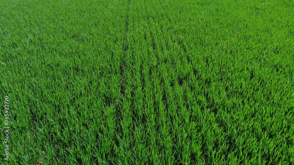 Tracking shot of green agriculture fields in spring, 4k Tracking shot of green agriculture fields in spring, 4k