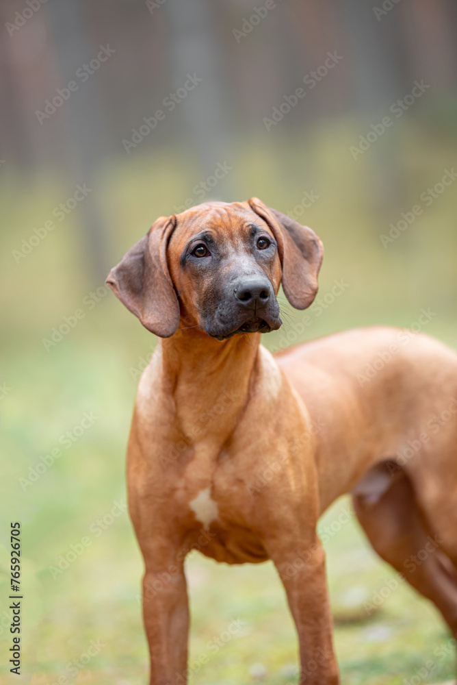 Beautiful purebred rhodesian ridgeback junior puppy, calm blurred background. Close up pet portrait in high quality. Beautiful purebred rhodesian ridgeback junior puppy, calm blurred background. Close up pet portrait in high quality.