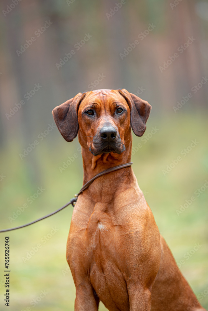 Beautiful purebred rhodesian ridgeback junior puppy, calm blurred background. Close up pet portrait in high quality.