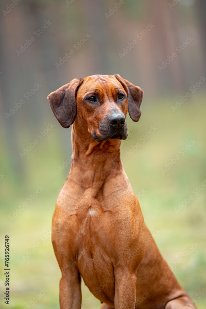 Beautiful purebred rhodesian ridgeback junior puppy, calm blurred background. Close up pet portrait in high quality. Beautiful purebred rhodesian ridgeback junior puppy, calm blurred background. Close up pet portrait in high quality.