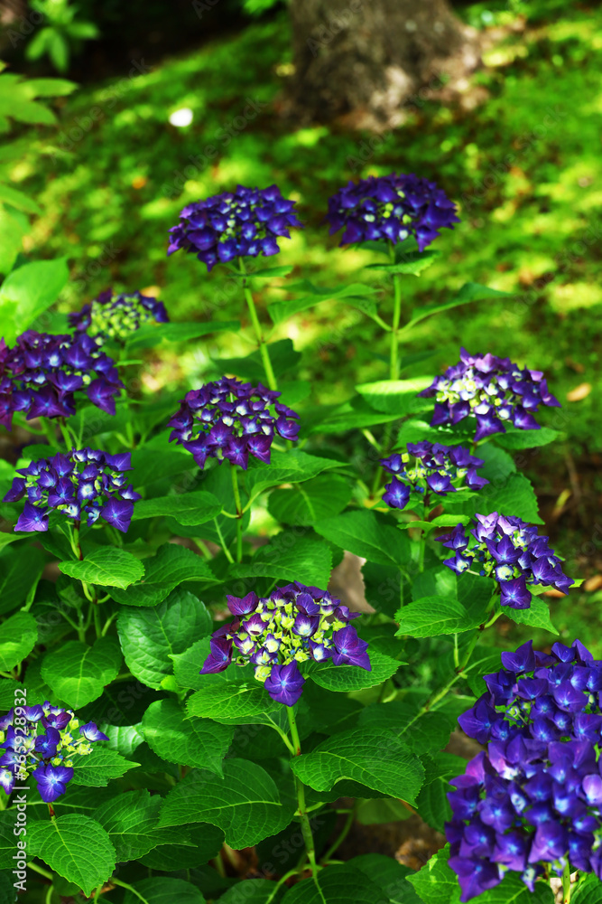 Purple hydrangea blooming beautifully amid fresh greenery Purple hydrangea blooming beautifully amid fresh greenery