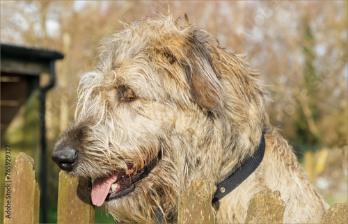 Side profle of the head of a Irish Wolf Hound dog