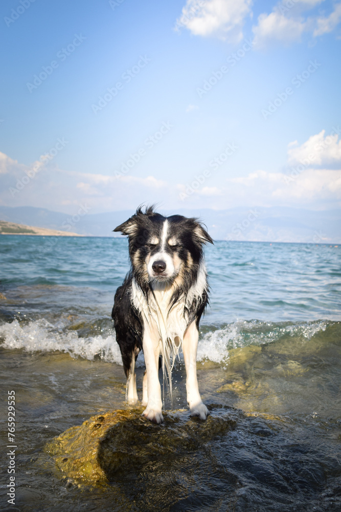 dog is standing on stones in Croatian landscape. Dog standing above the sea. Beautiful view
dog is standing on stones in Croatian landscape. Dog standing above the sea. Beautiful view